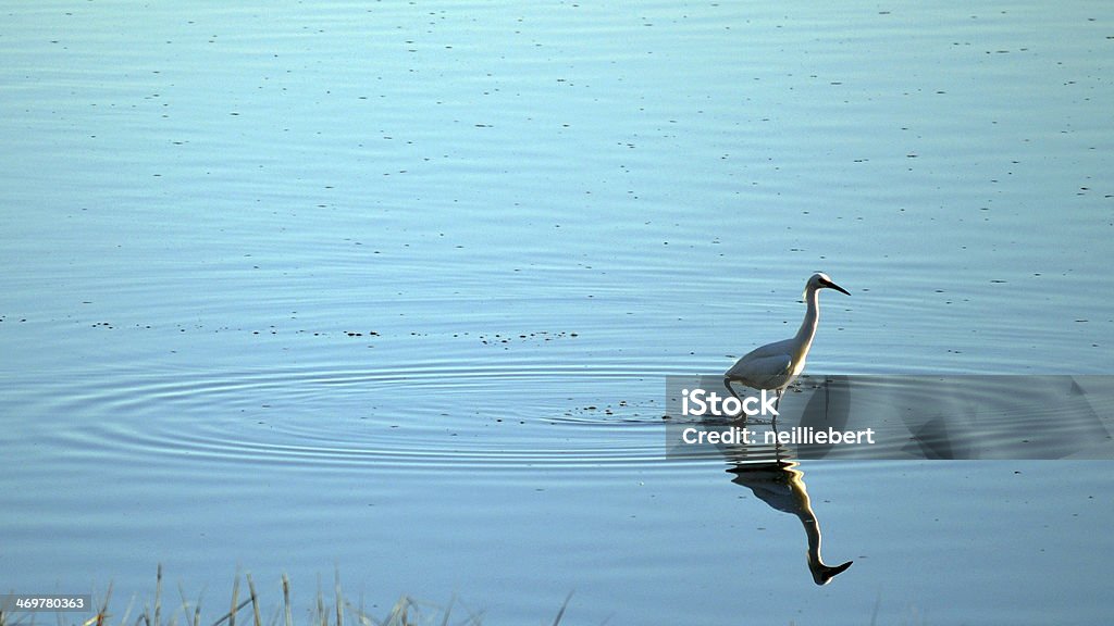 Heron, walking on water Heron looking for some dinner. Animal Wildlife Stock Photo