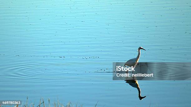 Heron Walking On Water Stock Photo - Download Image Now - Animal Wildlife, Animals In The Wild, Color Image
