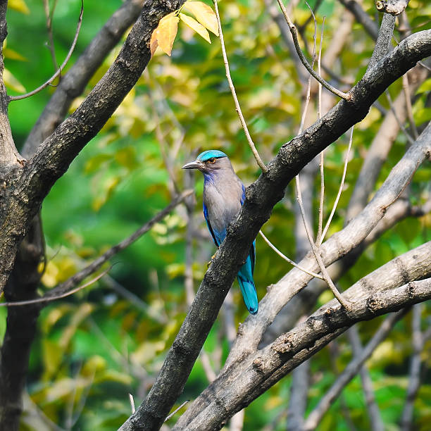 istock Colorful bird on a branch (Indian Roller) 469781097