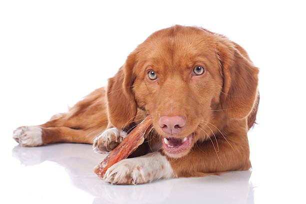 retriever con osso masticare - dog animal bone dog bone dog food foto e immagini stock