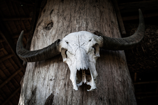 Skull bone of buffalo on the pillar in Thailand.