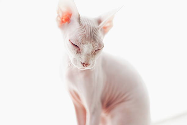 Sphynx cat
