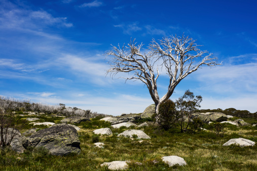 Dead snow gum tree standing alone with rocks and blue sky. Australian Alps.