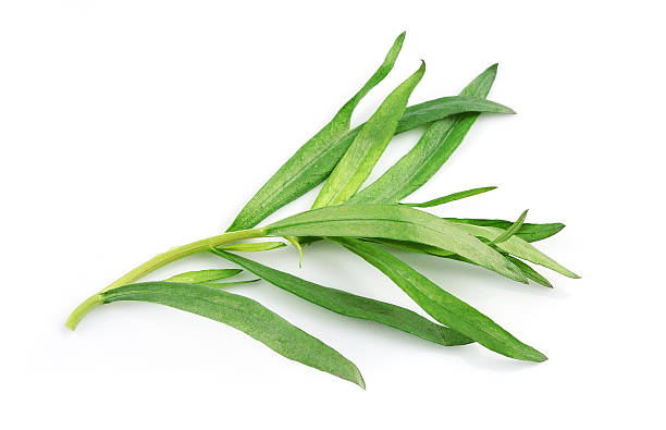 Tarragon herbs on a white background Tarragon herbs close up on white isolated. Estragon. tarragon stock pictures, royalty-free photos & images