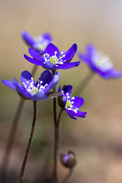 hepatica nobilis - nobilis photos et images de collection