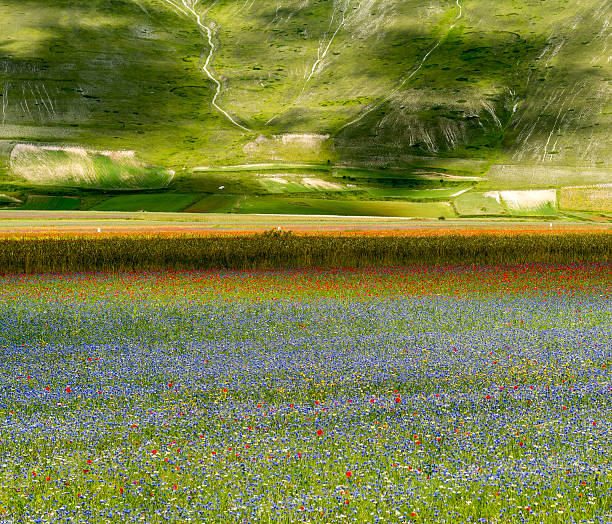 istock Piano Grande di Castelluccio (Italy) 469783480
