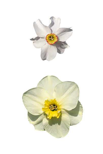 istock Daffodil and narcissus isolated 469783574