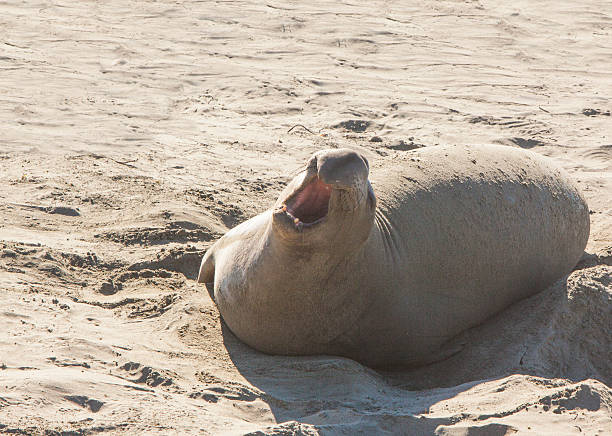 elefante-marinho boceja ou chorando - animal elephant seal seal yawning - fotografias e filmes do acervo