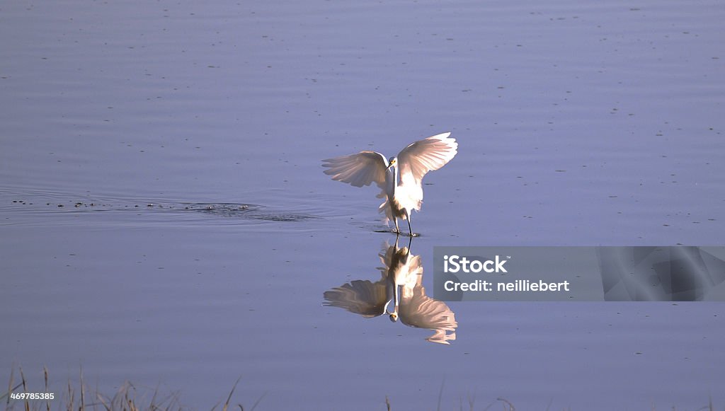 Heron, flapping on smooth water. Heron flapping around, looking for some dinner. Animal Wildlife Stock Photo