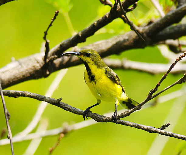 istock Beautiful Bird (Olive-backed Sunbird) on a branch, in nature 469786133