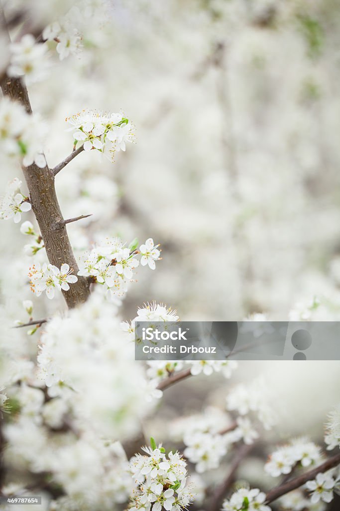 Spring blossom on tree -closeup with selective focus Spring blossom on tree; closeup with selective focus, no people; 2015 Stock Photo