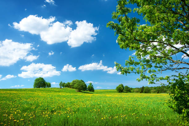 istock Field with dandelions and blue sky 469788542