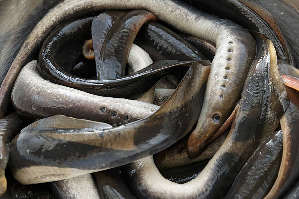 Lampreys in steel bowl
