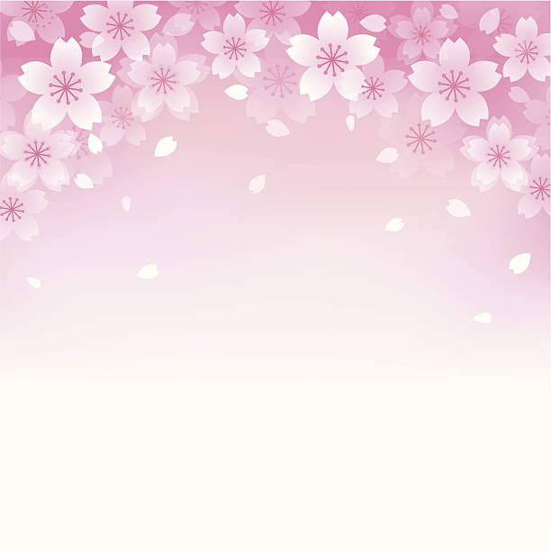 Beautiful Cherry blossom background vector art illustration
