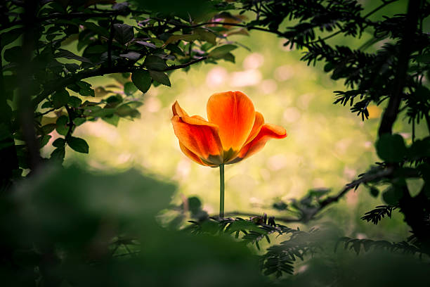 istock The power of life 469788925