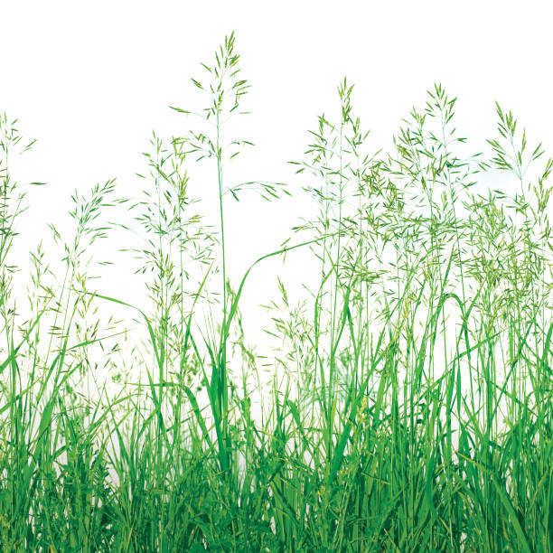 istock Detailed Abstract Meadow Grass Background Macro Closeup Isolated 469789113