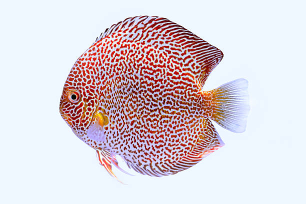 istock Discus fish snaks skin 469789288