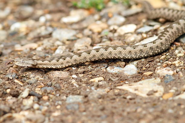istock european horned viper on gravel 469789580