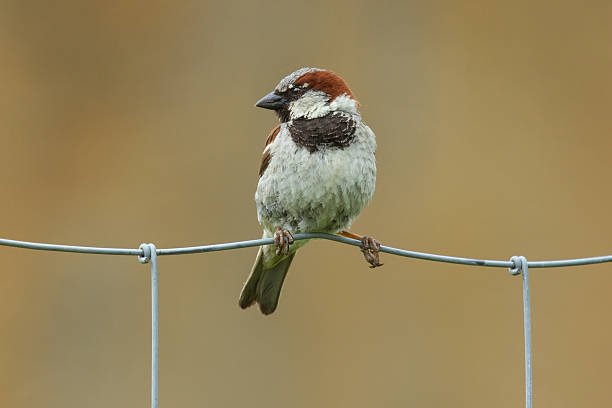 istock Sparrow on metal fence 469791573