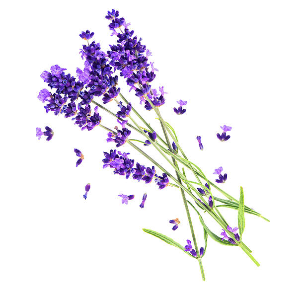 istock lavender flowers isolated on white 469792039