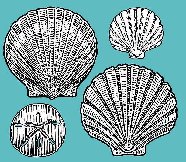 Vector illustration of Shells, Clam, Nautical, Sea Life