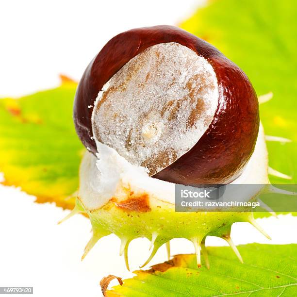 Chestnut With Autumn Leafs On White Background Stock Photo - Download Image Now - 2015, Botany, Brown