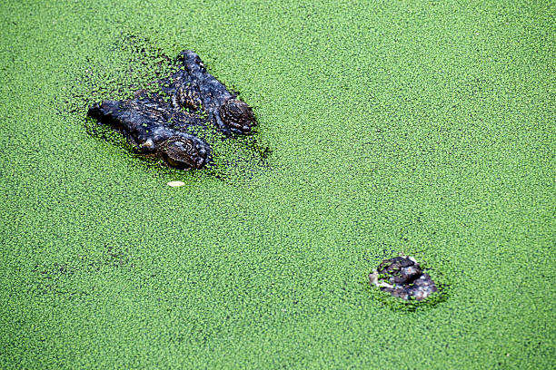 istock Close up Crocodile swimming 469793847