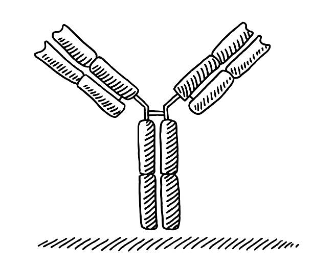 Antibody Medical Drawing Hand-drawn Medical vector drawing of an Antibody. Black-and-White sketch on a transparent background (.eps-file). Included files are EPS (v10) and Hi-Res JPG. antibody drawing stock illustrations