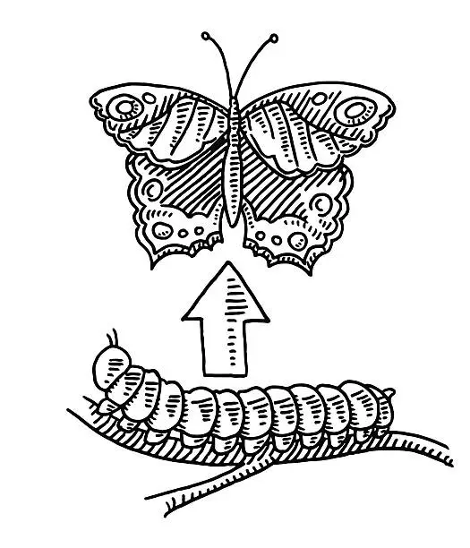 Vector illustration of Metamorphosis Butterfly Caterpillar Drawing
