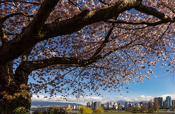 istock Cherry Blossom tree with Vancouver skyline 469796417