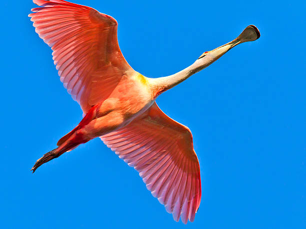 istock Roseate Spoonbill (Platalea ajaja) flying against  blue sky 469796425
