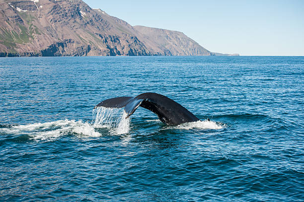 Humpback whale fin stock photo