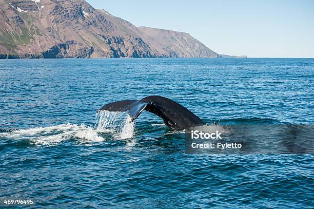 Humpback Whale Fin Stock Photo - Download Image Now - Iceland, Húsavík, Whale