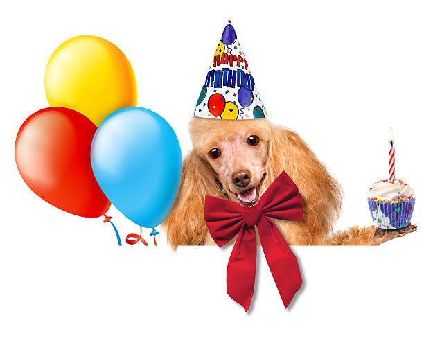 istock Birthday dog with balloons and a cupcake. 469796577