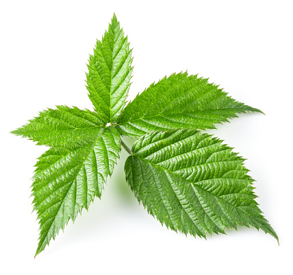 Fresh mint leaves isolated on a white background. No people.