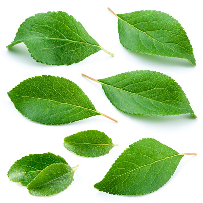 Plum leaves isolated on white background