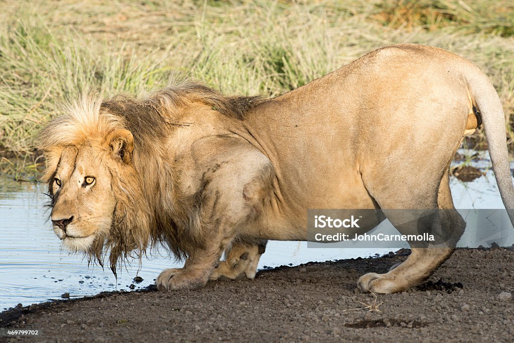 lion drinking. Africa, Tanzania Serengeti National Park, lion drinking. 2015 Stock Photo