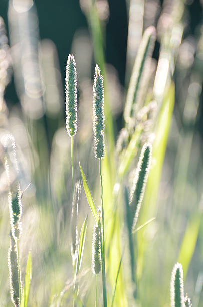 istock Green weeds in summer 469802507