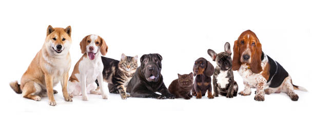 istock Group of cats and dogs 469802640