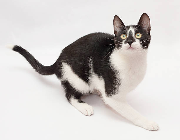 istock White cat with black spots and yellow eyes 469802677