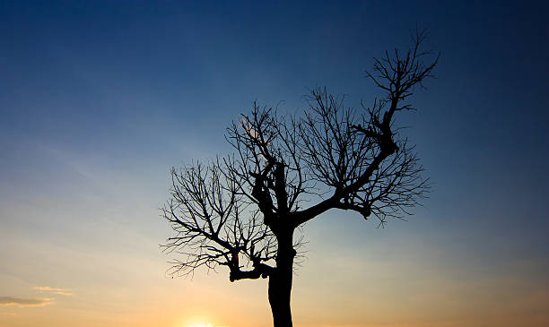 シルエットで、1 つの葉のない木の夕暮れ - bare tree tree single object loneliness ストックフォトと画像