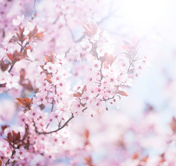 istock Pastel colored photo of tree flower blossoms 469802992