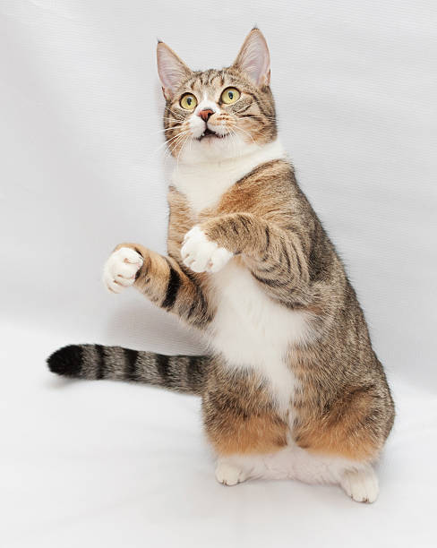 istock Tabby cat with yellow eyes sitting 469803005