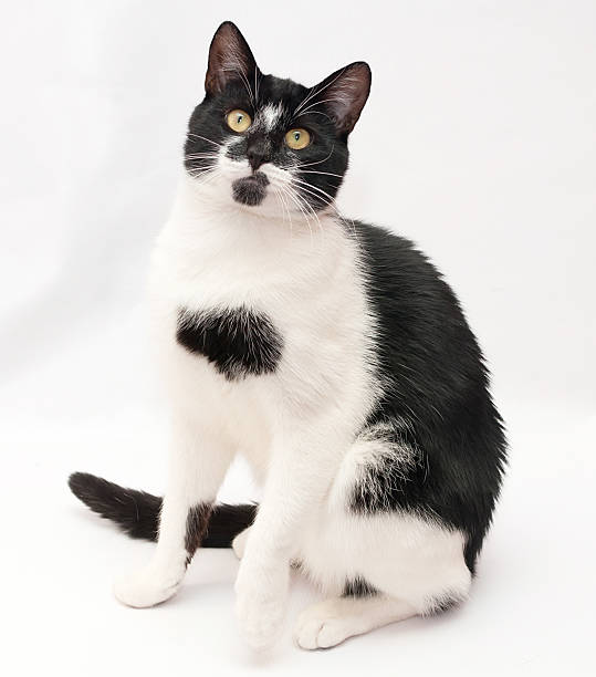istock White cat with black spots and yellow eyes sitting 469803233