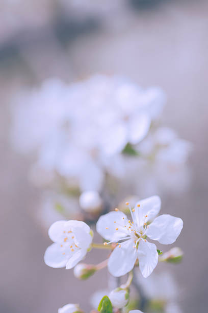istock Pastel colored photo of tree flower blossoms 469803472