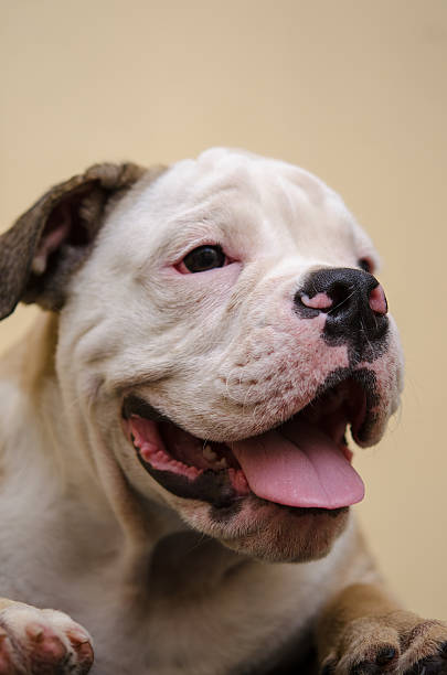 istock French bull dog puppy 469804079