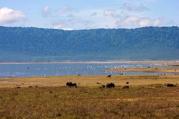 istock Grazing Wildebeests At Lake Ndutu 469804357