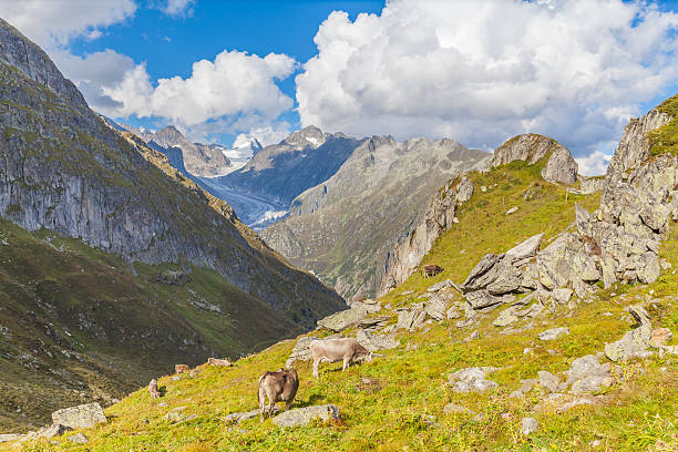 istock Cow near the Aletsch glacier 469805586