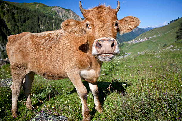 istock Meadow with cows in high mountains 469806062