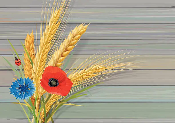 Vector illustration of Wheat oat barley with cornflower poppy and ladybug wooden wall